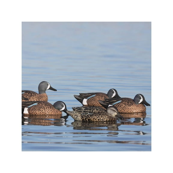 GHG Decoy Systems Pro-Grade Blue-Winged Teal Harvester Duck Decoys, 6 Pack