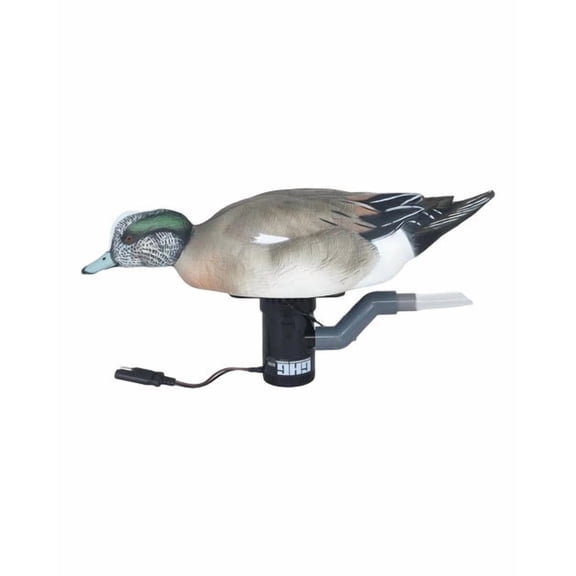 Banded Wigeon Drake Finisher Swimmer