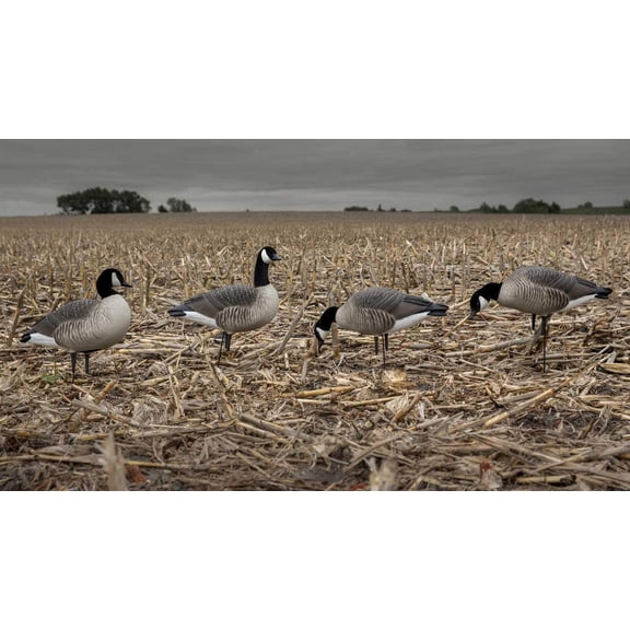 Avery Hunter Series Full Body Lesser Harvester, Decoy 6 Pack