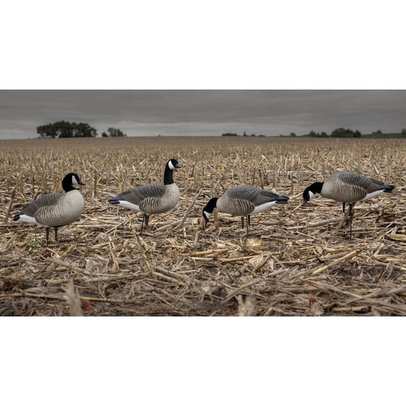 Avery Hunter Series Full Body Lesser Harvester, Decoy 6 Pack