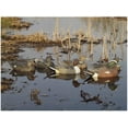 thumbnail image 1 of GHG Life-Size Weighted Keel Duck Decoys Puddler 6PK, 1 of 2