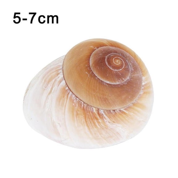 GHYJPAJK Natural Conch Shell Hermit Crab Replacement Yellow Bread Snail Decoration Bread Conch Seashells