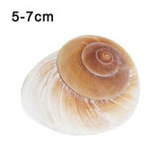 GHYJPAJK Natural Conch Shell Hermit Crab Replacement Yellow Bread Snail Decoration Bread Conch Seashells