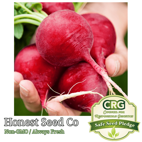 GIANT Radish Seeds | Non-GMO Heirloom Fresh Vegetable Garden Seeds USA