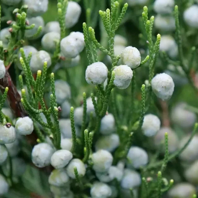 GIN FIZZ® Juniper Juniperus chinensis Proven Winners 4" pot