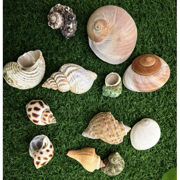 GIXUSIL 12 Pcs Hermit Crab Shells Medium & Large, Natural Hermit Crab Seashells for Hermit Replacement Shells, Saltwater Hermit Crab Supplies, Natural Sea Conch Home Decor (Random Shape)