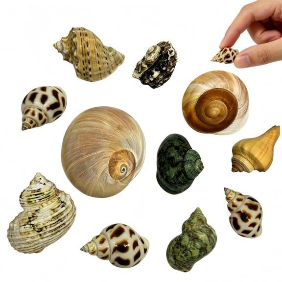 GIXUSIL 12Pcs Hermit Crab Shells | Natural Sea Conch Size 1.6"-3.2" | Growth Turbo for Small to Medium and Large Crabs, Saltwater Hermit Crab Supplies and Sea Shell for Beach Decor