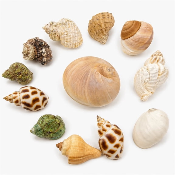 GIXUSIL 12 Pack Artificial Hermit Crab Shells, Safe Natural-Looking Shells, Durable Comfortable Sizes for Small to Medium Crabs(Multi-Color)