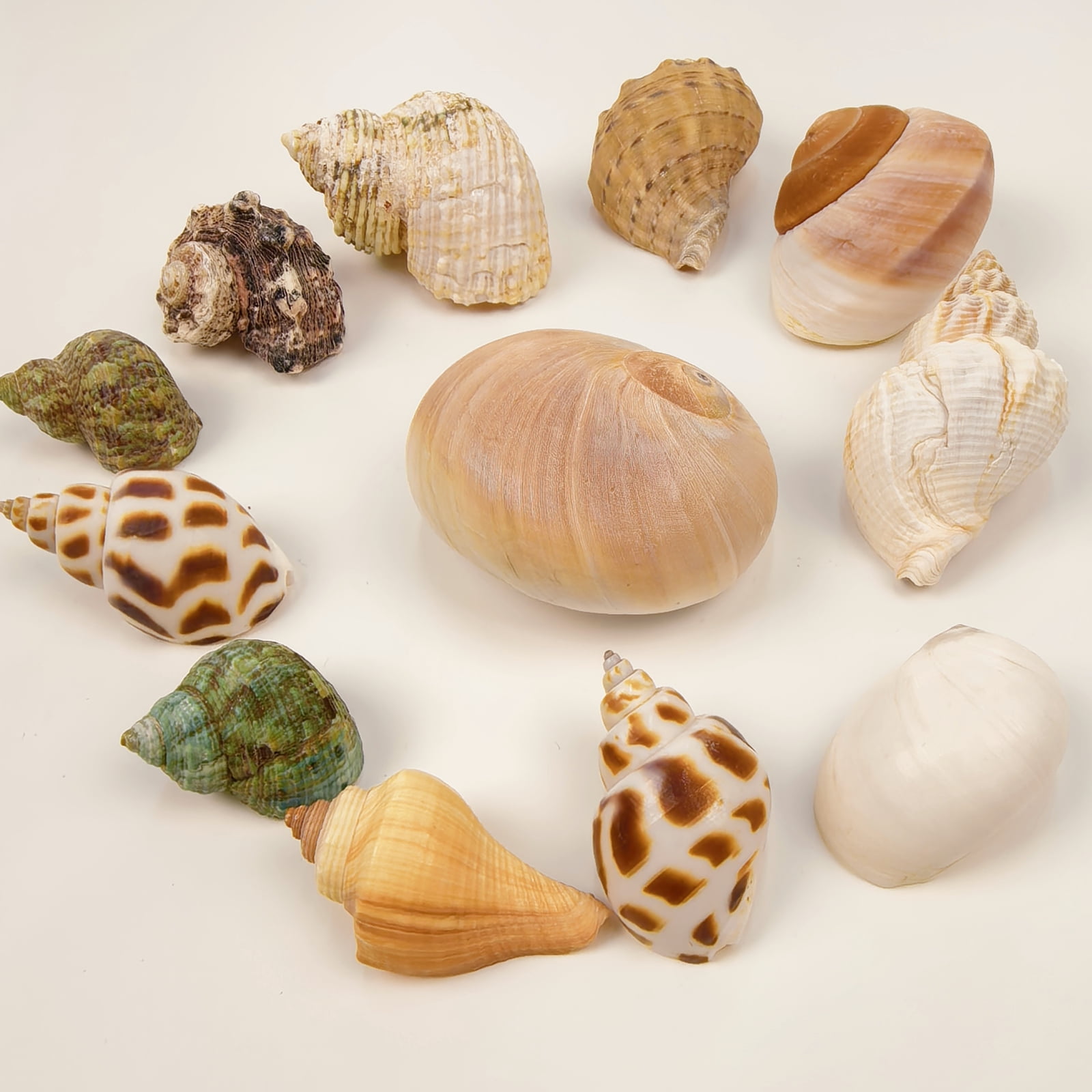 GIXUSIL 12-Pack Artificial Hermit Crab Shells - Safe Natural-Looking ...