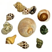 GIXUSIL 12Pcs Saltwater Hermit Crab Shells Supplies - Growth Turbo Conch 1.6"-3.2" - Growth Turbo for Small to Medium/Large Crabs - Natural Sea Shell for Beach Decor Random Shape