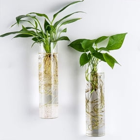 GIXUSIL 2 Pack Glass Planters, Clear, Suitable for Most Water Plants, Perfect for DIY Propagation Station, Easy to Install, Elegant and Functional for Women, Mom, Plants Lovers(Cylindrical)