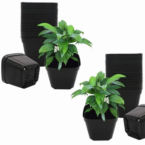 GIXUSIL 50Pcs 2 inch Black Nursery Pot Flower Pots Square Plastic Plant Pot Plastic Starter Pots Basket Indoor Outdoor for Flowers,Vegetables,Garden Planting,Transplanting,Succulents,Cuttings(Black)