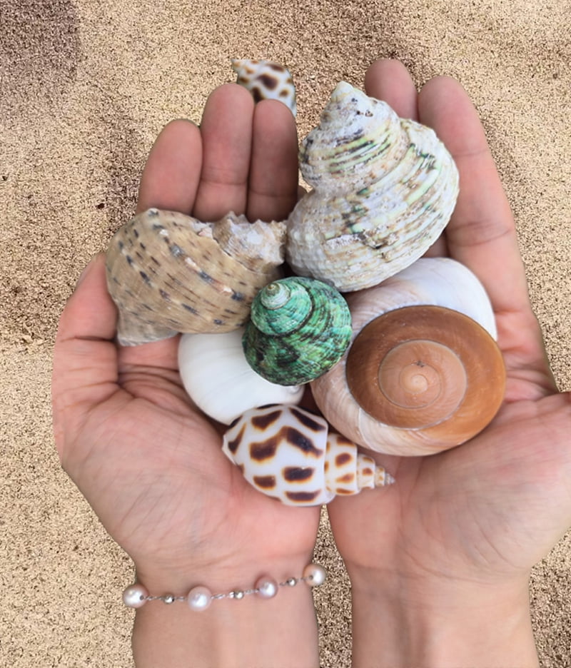 GIXUSIL Hermit Crab Shells Medium \u0026 Large, 12 Pcs Natural Hermit Crab Seashells for Hermit Replacement Shells, Saltwater Hermit Crab Supplies, Natural Sea Conch Home Decor