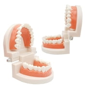 GJX 2 Pack Dental Adult Standard Teeth Model Fake Denture Mouth Teeth Model Typodont Demonstration Denture Model for Kids Dentist Students Teach Studying Displaying Supplies
