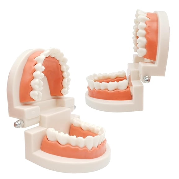 GJX 2 Pack Dental Adult Standard Teeth Model Fake Denture Mouth Teeth Model Typodont Demonstration Denture Model for Kids Dentist Students Teach Studying Displaying Supplies