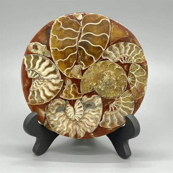 GKNET 1PC 100G+ Natural Ammonite Disc Conch Specimen Reiki Healing +Stand