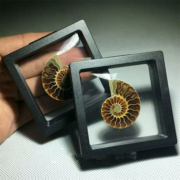 GKNET Natural Ammonite Shell Conch Specimen Crystal Healing Display Box 1pc