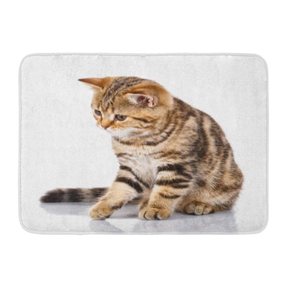GODPOK Adorable Cat Sad Scottish Kitten Sitting on White Looks Down Tabby Animal Rug Doormat Bath Mat 23.6x15.7 inch