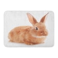 thumbnail image 1 of GODPOK Alone Brown Bunny Little Rabbit White Adorable Animal Rug Doormat Bath Mat 23.6x15.7 inch, 1 of 1