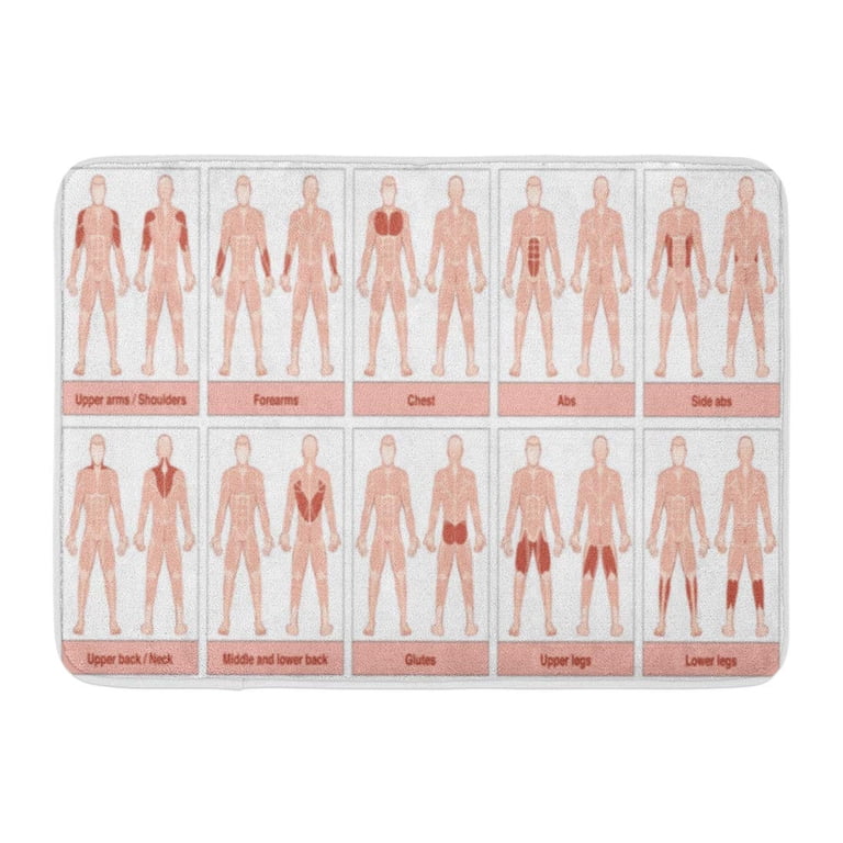 Muscle Groups Anatomy Muscle Names Chart / Muscles Anatomy Different