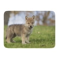 thumbnail image 1 of GODPOK Canine Baby Profile of Young Grey Wolf Pup Standing on Hillside Animal Environment Rug Doormat Bath Mat 23.6x15.7 inch, 1 of 1