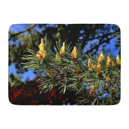 GODPOK Color Green Branch Scots Pine Pinus Sylvestris Closeup Cone Rug Doormat Bath Mat 23.6x15.7 inch