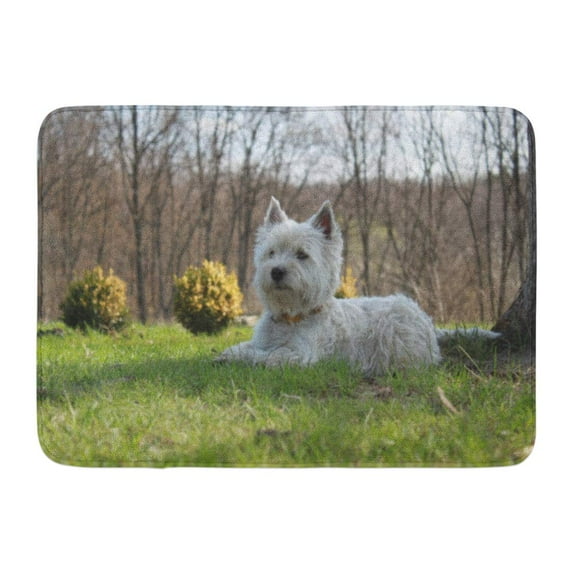 GODPOK Ears Animal West Highland White Terrier Westie Dog on Green Grass Outdoors Breed Funny Rug Doormat Bath Mat 23.6x15.7 inch