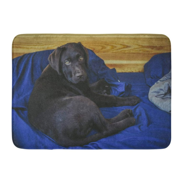 GODPOK Green Beautiful Black Lab Playful Puppy Chocolate Labrador