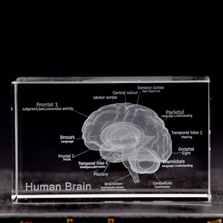 GOGHOST 3D Human Brain Anatomy Model,Laser Etching, Gift Box Packaging,Suitable for gift giving, teaching