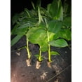 thumbnail image 1 of "GOLDFINGER" Banana Tree Rare plant! HEALTHY pesticide free, 1 of 1
