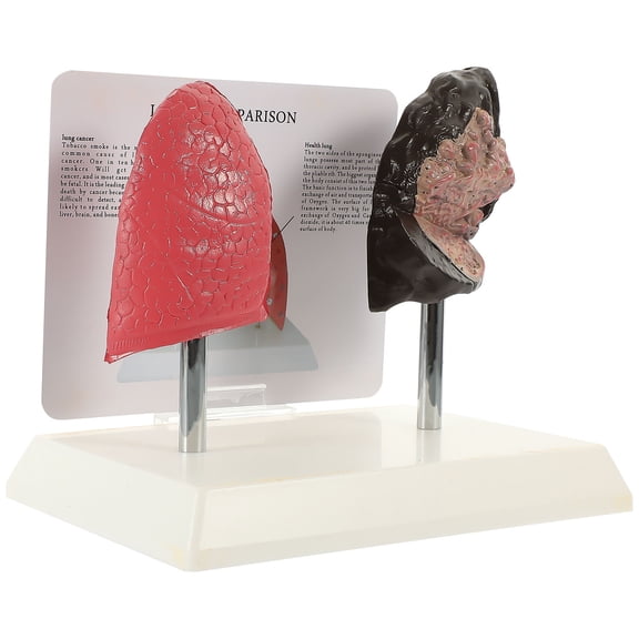 Realistic PVC Lung and Normal Lung Anatomy Model for Education, Health Studies, Teaching, and Biology Learning