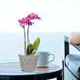 thumbnail image 1 of GOOHOCHY 5pcs Transparent Orchid Pots with Holes for Healthy Root Growth Ideal for Home and Office Use, 1 of 8