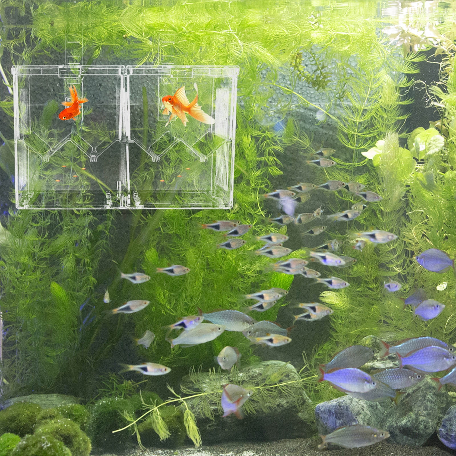 GOOHOCHY Fish Tank Hatchery Incubator Hatching Boxes Transparent Small ...