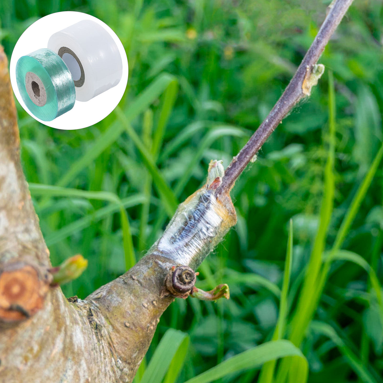GOOHOCHY Garden Grafting Tape for Plant Repair and Fruit Trees Airtight ...