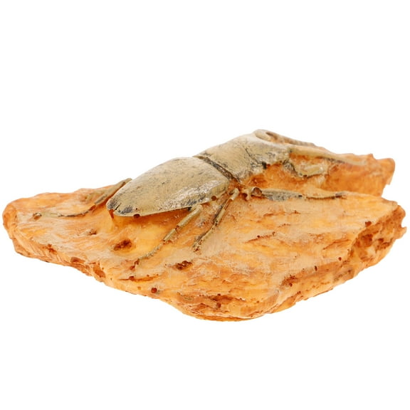 GOOHOCHY Insect Specimen Decoration Paleontological Insect Ornament Collection Insect for Teaching