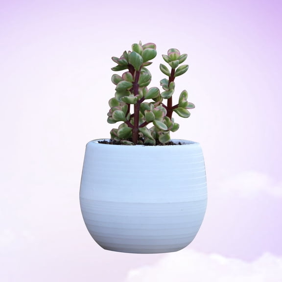 FUEENIRVA Succulents Plants Planter Resin Wine Red 1Pcs for Office Decor