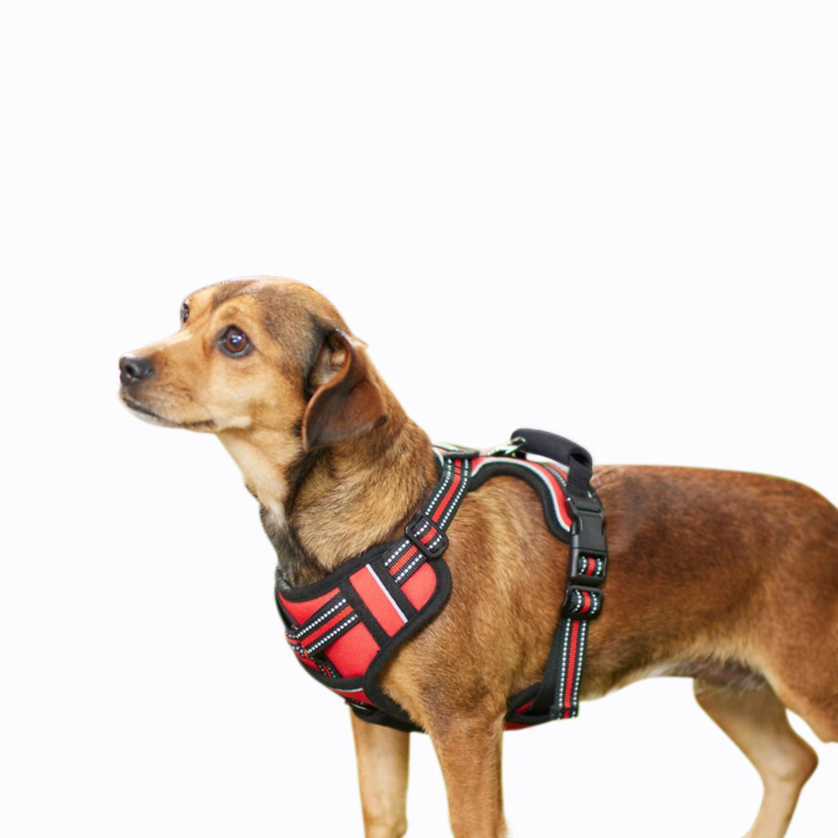 Padding paws harness sale