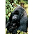 thumbnail image 1 of GORILLA PUZZLE, 1 of 1