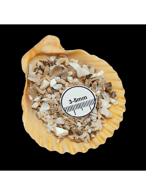 Abalone Shell Large Chips, 20g (0.70 oz), Natural Gemstone Chips for Wood Inlay, Epoxy Art & Crafts