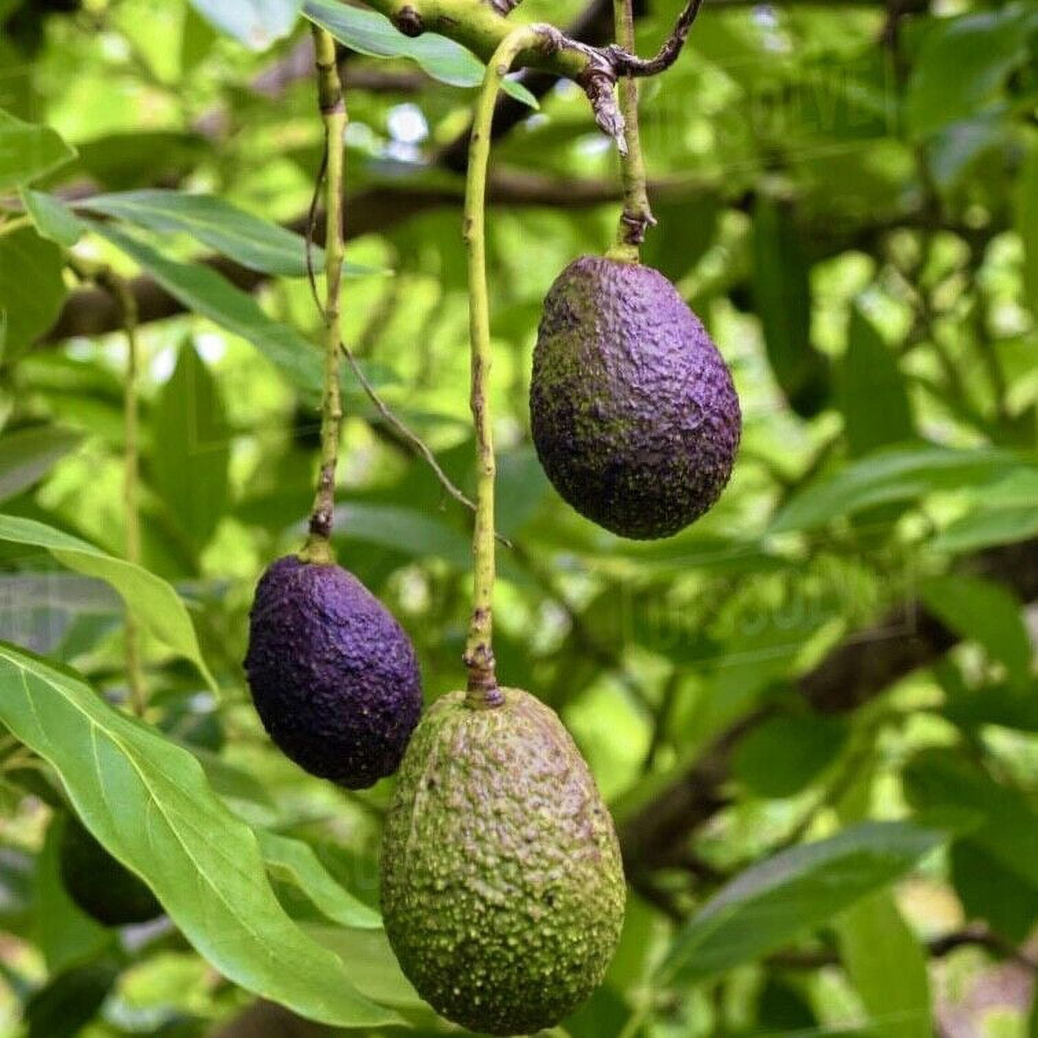 GRAFTED AVOCADO HASS (PERSEA AMERICANA) LIVE FRUIT TREE 12"-24 ...