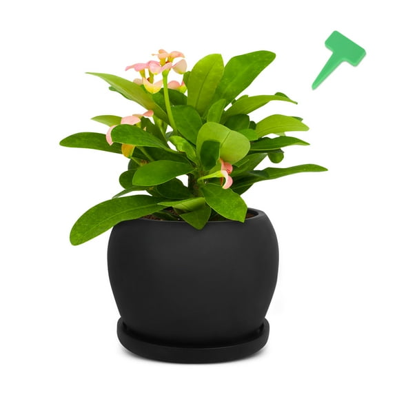 GROWNEER 6.7 Inches Black Cement Plant Pot Round Flower Planter with 15 Packs Plant Labels, Drainage Hole and Tray, for Indoor Plants, Succulents, Flowers, Herbs, Plants Not Included