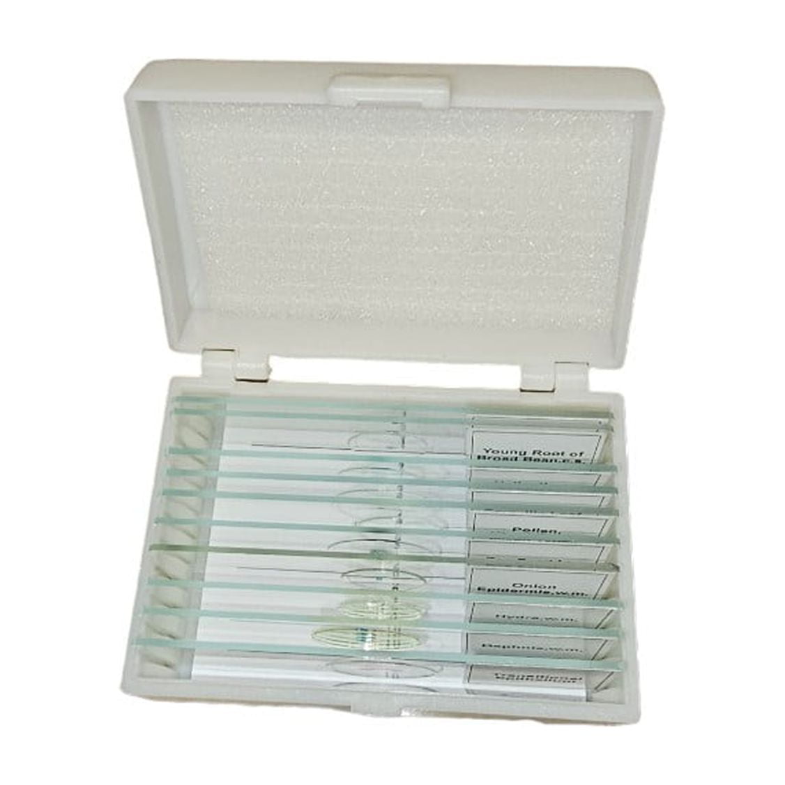 GSC International 1353 Prepared Microscope Slide Amphibian Set 10