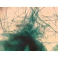thumbnail image 1 of Pine (Gymnosperms) Wood Maceration; Whole-mount by Go Science Crazy, 1 of 1