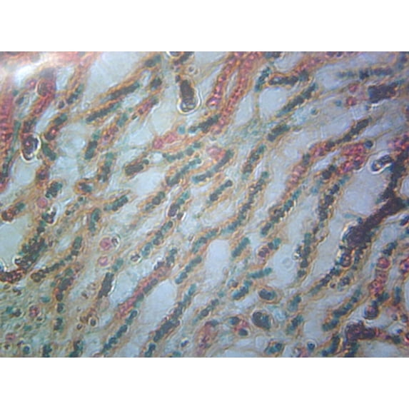 Nostoc; Showing Filaments and Sheaths; Cross Section; FS&FG Stain by Go Science Crazy