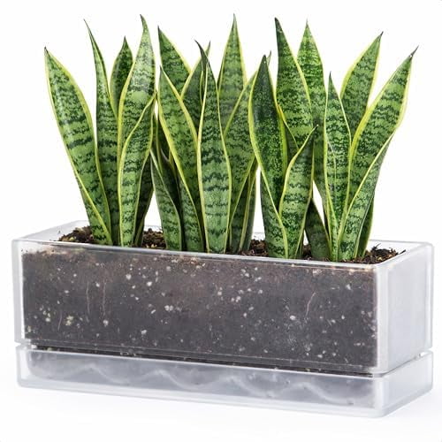 GYA 12 Inch Window Box Planter, Rectangle Acrylic Herb Planter with Drainage Holes and Saucer, Indoor Succulent Cactus Vegetable Pot for Windowsill, Garden Balcony, Clear, Set of 1, 76-X-D-1