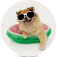 thumbnail image 1 of GZHJMY 1Pc Round Pomeranian Dog Inside of an Watermelon Inflatable Ceramic Coasters with Cork-Backed for Coffee Drink, Cup Mat Absorbent Stone Coasters, 1 of 6