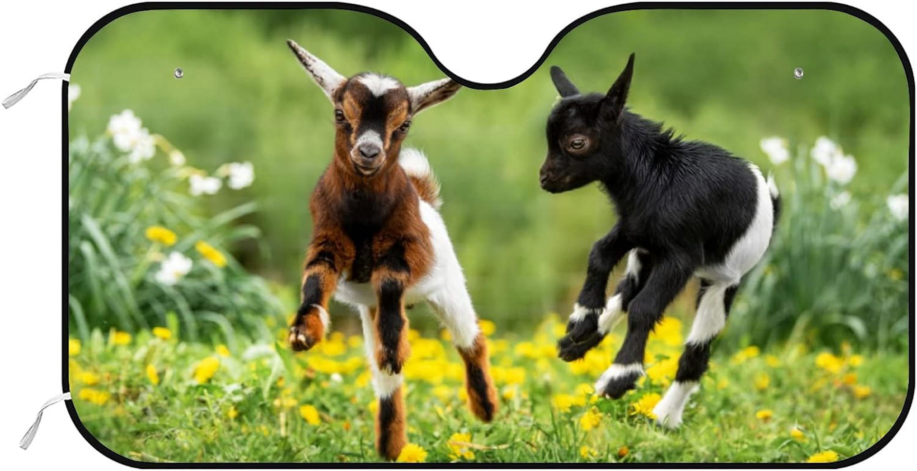 GZHJMY Car Windshield Sunshade Funny Baby Goats Farm Animals, Foldable ...