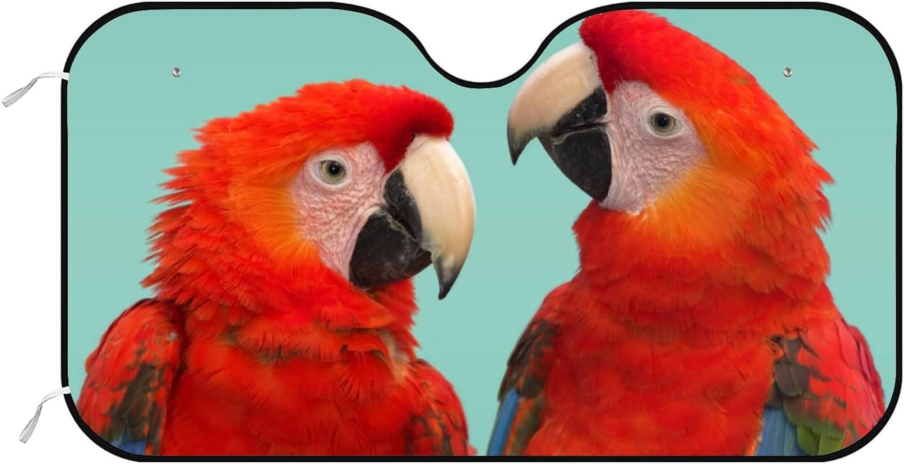 A closer look at Including Window Views Cages For Noble Macaws