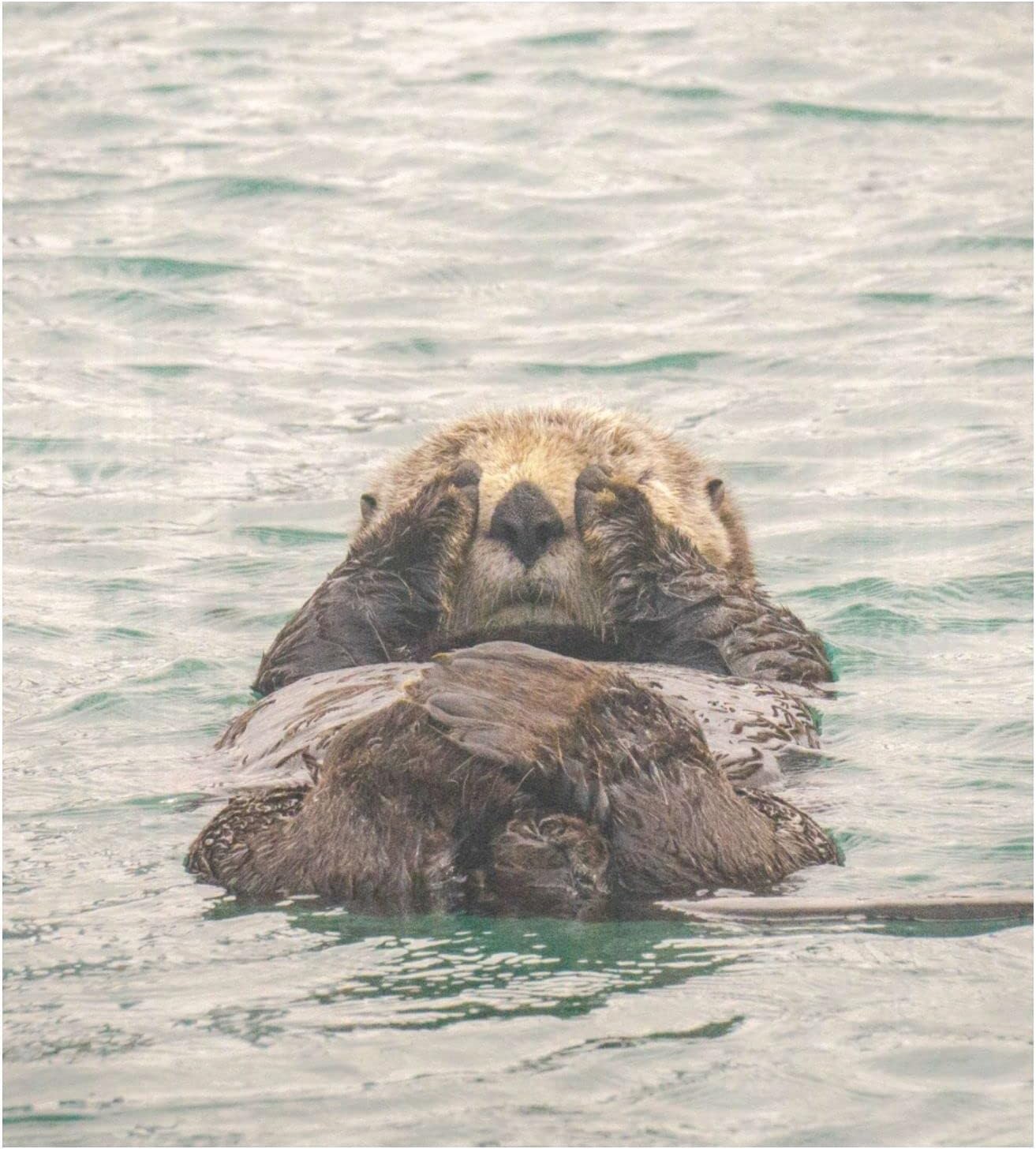 BABY OTTER FRIDGE MAGNET - M707 CCA