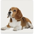 thumbnail image 1 of GZHJMY Square Drink Coasters, 1 Pcs Beagle Lies on White Absorbent Ceramic Coffee Coasters for Drinks with Cork Base Housewarming Gift for Home Decor, 1 of 6